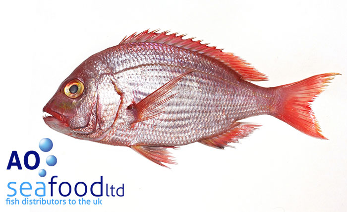 Red Snapper | AO Seafood Delivery