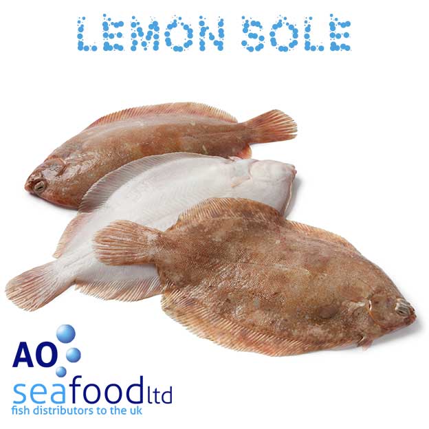 Buy Lemon Sole Lemon Sole Fillets AO Seafood Delivery