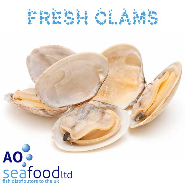 Clams Live Manilla Clams Fresh Palourde Clam