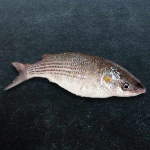 Grey Mullet Buy Grey Mullet Fish Online